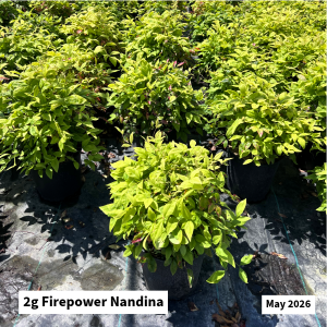 May 2026 2g Firepower Nandina Website